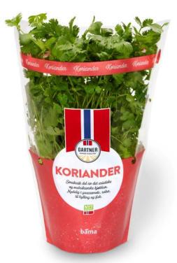 Koriander